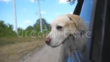 <strong>狗</strong>种拉布拉多犬或金毛猎犬，看着车窗。 家畜把头从自动转向